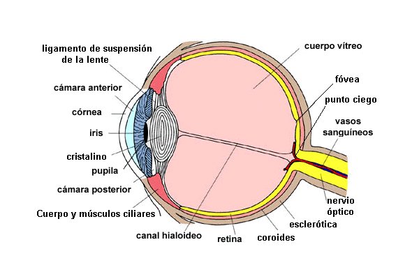 El ojo humano. La fóvea está en la mácula que no aparece en la imagen.